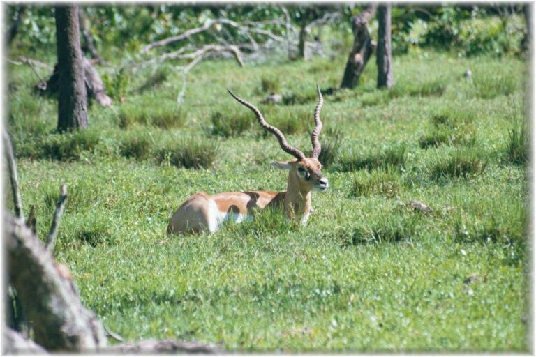 BLACKBUCK 0110